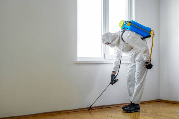 Best Rodent Control Near Me  in Salton City, CA