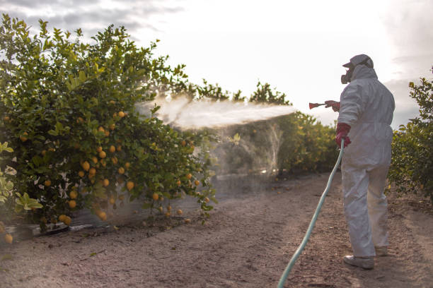 Best Insect Control  in Salton City, CA
