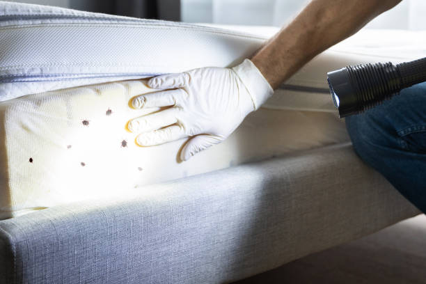 Best Pest Control Near Me  in Salton City, CA