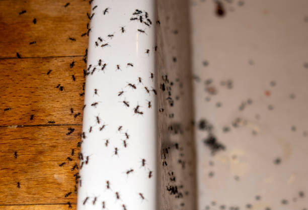 Best Local Pest Control Services  in Salton City, CA