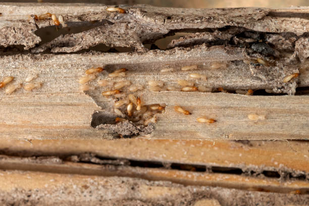 Best Affordable Pest Control Services  in Salton City, CA