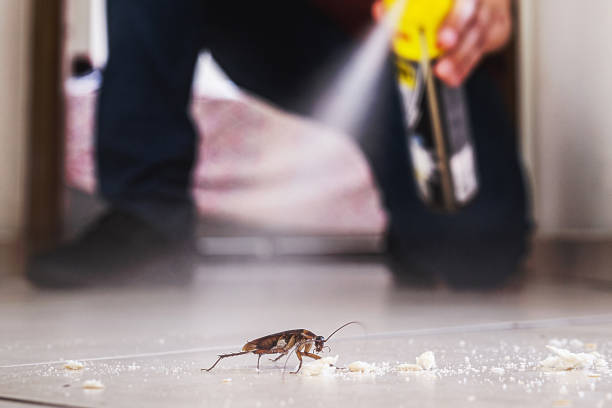 Best Mosquito Control Services  in Salton City, CA