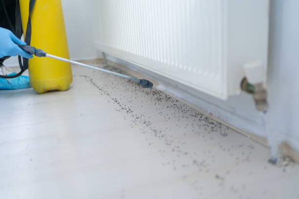 Best Residential Pest Control  in Salton City, CA